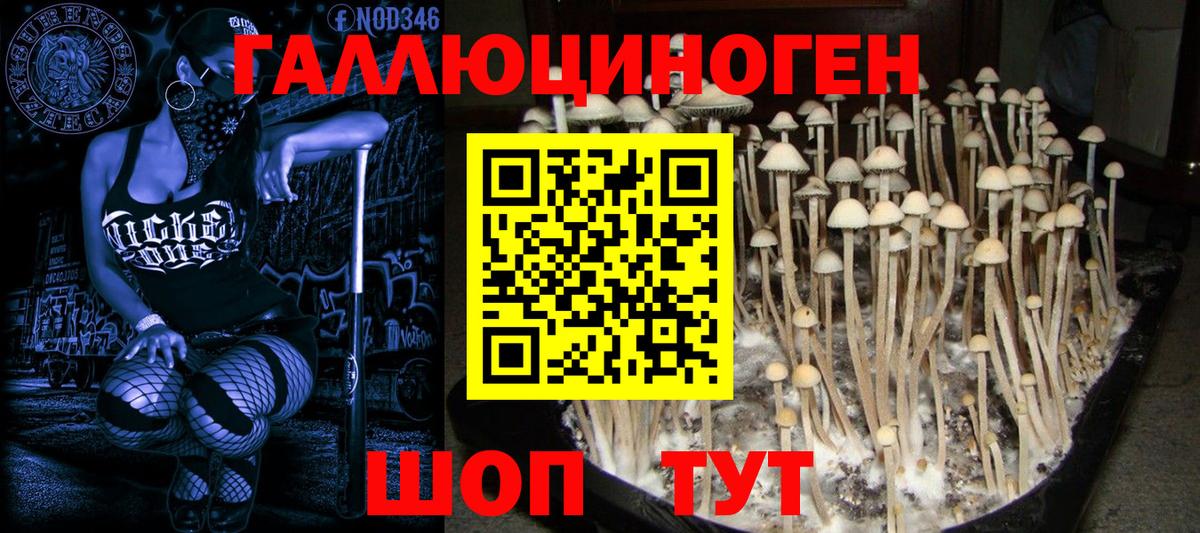 Псилоцибиновые грибы мицелий  Псилоцибиновые грибы Psilocybe  Камень-на-Оби  Вход с VPN 
